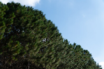 Natural Green Pine forest in Thailand.