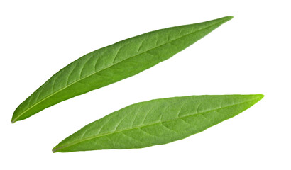 lychee leaves isolated on white background. clipping path