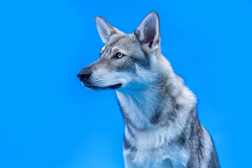 Fototapeta premium Wolf dog hybrids on blue studio background
