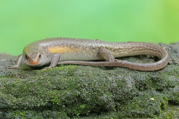 An adult common sun skink is sunbathing on a moss-covered rock. This reptile has the scientific name Mabouya multifasciata.