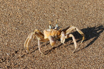 a crab sits on the sand on the seashore