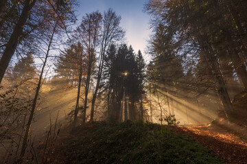 Obraz premium Wald - Sonne - Strahlen - Nebel - Herbst - magisch