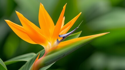 A stunning bird of paradise flower with vivid orange petals illuminated by sunlight, set against a soft gradient sky, representing natural elegance and tropical allure.