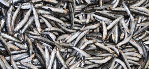 Clean fish are sold fresh at fish market, fresh anchovy fish, hamsi sold