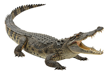 Fototapeta premium Close Up Crocodile. PNG.