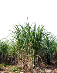 Obraz premium Sugarcane on transparent background with clipping path, suitable for print and web pages.