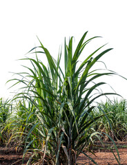 Sugarcane on transparent background with clipping path, suitable for print and web pages.