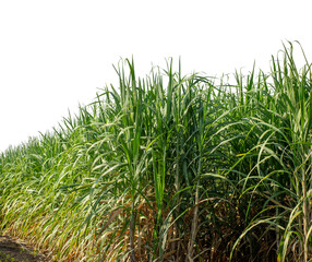 Obraz premium Sugarcane on transparent background with clipping path, suitable for print and web pages..