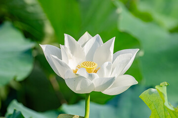Obraz premium Beautiful white lotus and lotus tree, pure white lotus 
