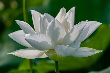Beautiful white lotus and lotus tree, pure white lotus	