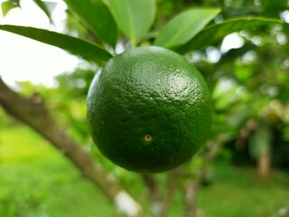 portrait of orange fruit that is still unripe and still green