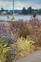 Detail close up of natural growing corn flowers, thistles and wild flowers on side of road with...