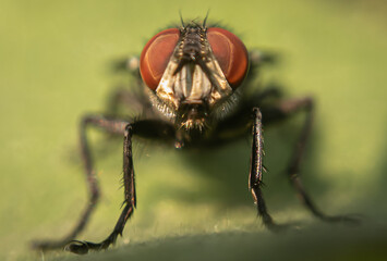 Fototapeta premium Macro Photography of Nature's Smallest Traveler. Extreme Close-Up Photography of Nature's Intruder FLY