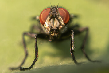 Macro Photography of Nature's Smallest Traveler. Extreme Close-Up Photography of Nature's Intruder...