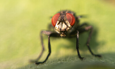 Macro Photography of Nature's Smallest Traveler. Extreme Close-Up Photography of Nature's Intruder FLY