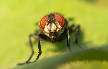 Macro Photography of Nature's Smallest Traveler. Extreme Close-Up Photography of Nature's Intruder FLY