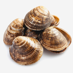 A Close-Up View of Freshly Collected Shells Arranged Neatly on a White Surface, Perfect for Food Photography and Culinary Use in Creative Cooking Projects
