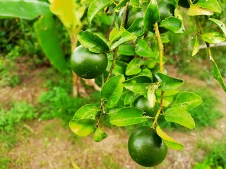 green peppers on a vine