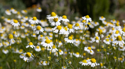 Chamomile plantation in the organic garden