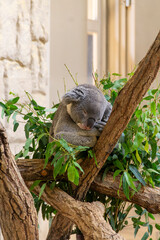 Obraz premium Koala in a tree
