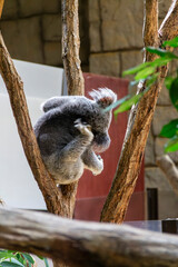 Koala in a tree