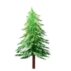 水彩で描いたモミの木