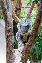 Fototapeta premium Koala in a tree