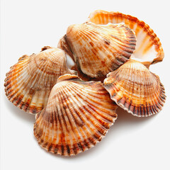 Obraz premium A Collection of Beautifully Textured Scallop Shells Displayed on a White Background, Highlighting Natural Patterns and Colors of Marine Life