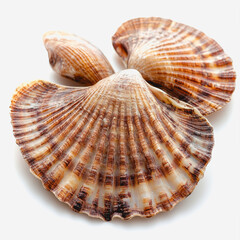 Obraz premium Close-Up View of Beautifully Patterned Brown and Cream Scallop Shells Against a Soft Background Perfect for Nature and Marine Life Themes