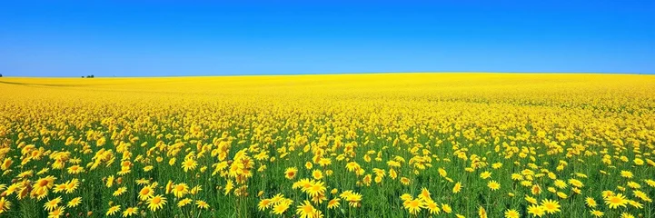  A sea of yellow flowers in a vast open field under a clear blue sky, blue sky, vast landscape © Kingphet