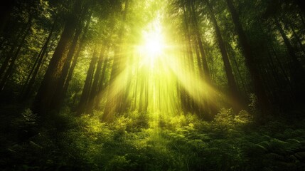 Obraz premium Sunlight Filters Through Dense Forest Canopy Illuminating Lush Greenery and Ferns Creating a Serene Natural Environment