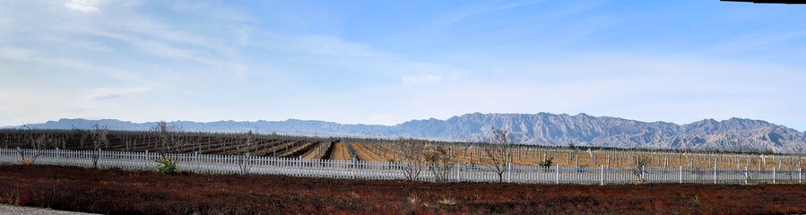 Obraz premium A panorama of the vineyards in Yinchuan, Ningxia, China - endless fields of grapevines, dry but productive grape producing fields providing for the great mix of wines 