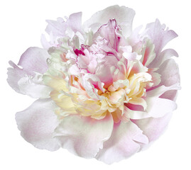 Pink peony flower  on  a  white isolated background with clipping path. Closeup. For design. Nature.