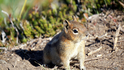 Mt. Rainier Cascade Golden-mantled ground squirrel closeup