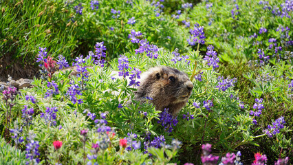 Mt. Rainier National Park Washington State Marmot closeups
