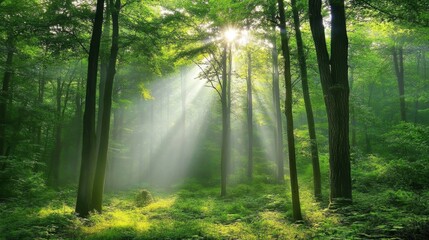 Fototapeta premium Sunlit Forest Pathway: A Peaceful Nature Scene