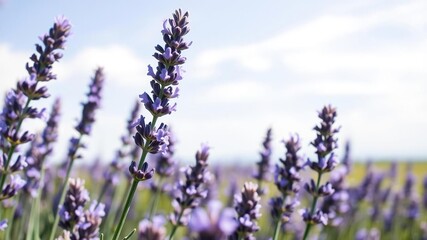 Obraz premium Close-up of lavender flowers in a field on a sunny day with a white background and a few wispy clouds, lavender fields, wildflowers, countryside landscapes