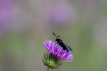 Zyg&egrave;ne de la filipendule en train de butiner une fleur de chardon