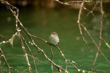 the bird on the branch near the water