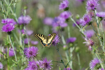 Papillon en train de butiner des fleurs de chardon