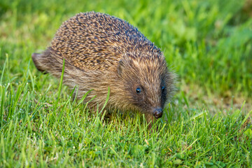 Hedgehog foraging for food in green grass © Nathan McClunie
