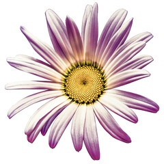 Chamomile  flower isolated on a   white background. Close-up. For design. Nature.