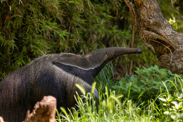 Fototapeta premium Giant ant-eater (Myrmecophaga tridactyla), foraging on ants and termites
