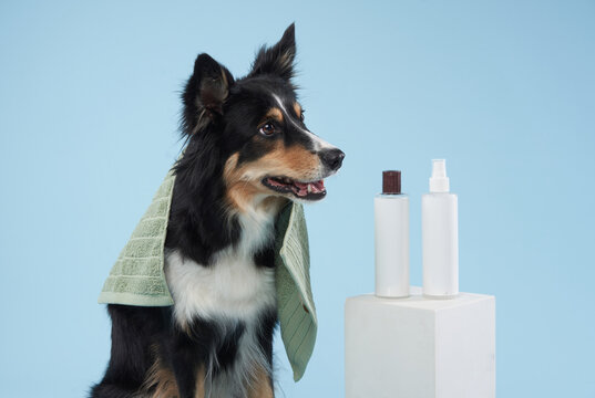 A Border Collie sits with a towel and grooming products nearby, looking at a bottle being handed to it.