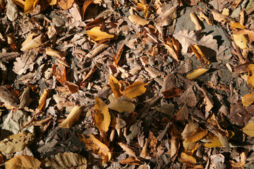 Colorful autumn leaves, Sochi, Russia.