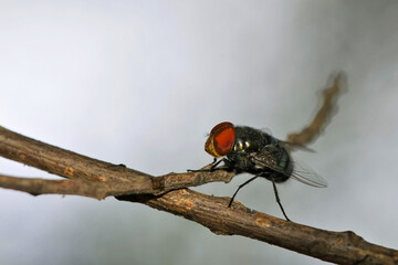 Mouche posée sur une brindille