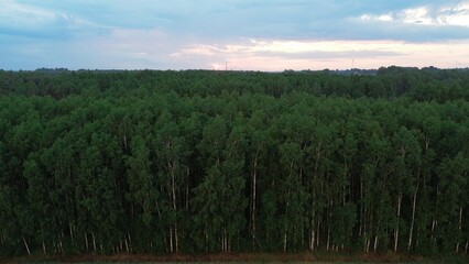 Green Birch Trees from Above in Summer