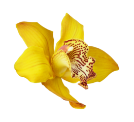 Yellow orchid flower isolated on a white or transparent background