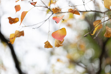 紅葉したナンキンハゼの葉