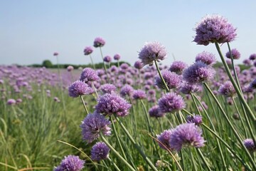 Obraz premium A field of purple flowers with onion-like bud shells swaying gently in the breeze, open landscapes, wind-blown flowers